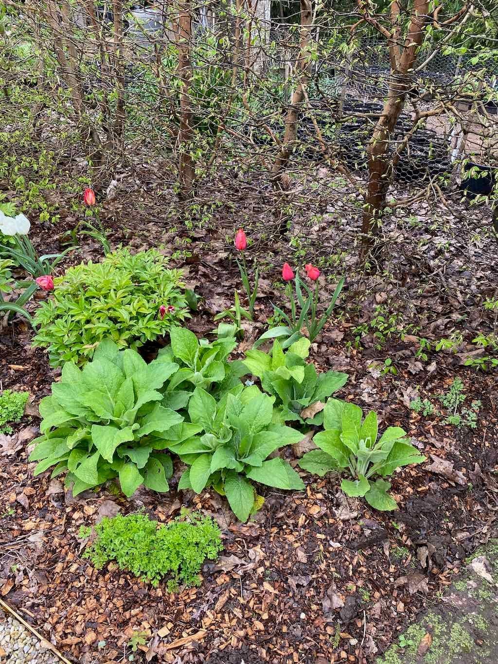Red Cow Farm Garden Image -632f7ebbbb170